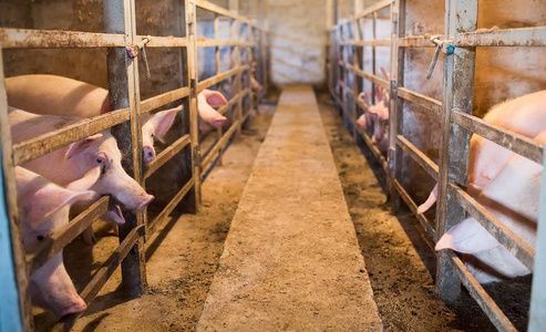 云迈科技助力畜牧养殖企业数字化转型：生猪销售系统的应用